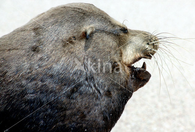 Galapagos pelsrob (Arctocephalus galapagoensis)