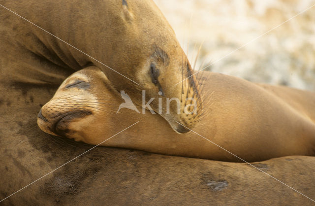 Galapagos zeeleeuw (Zalophus wollebaeki)