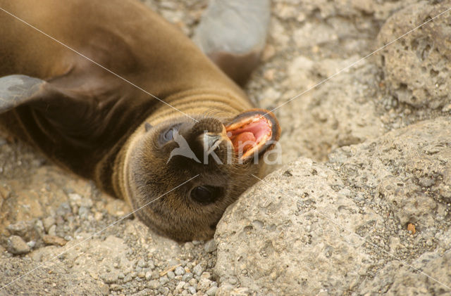 Galapagos zeeleeuw (Zalophus wollebaeki)