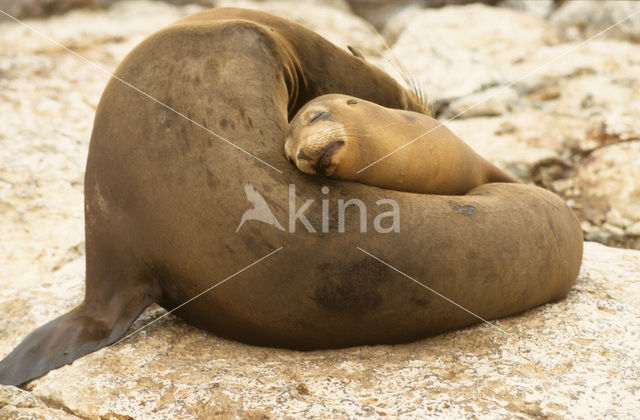 Galapagos zeeleeuw (Zalophus wollebaeki)