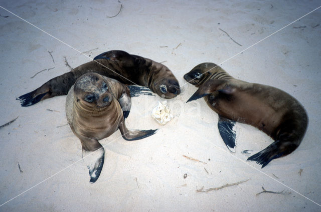 Galapagos zeeleeuw (Zalophus wollebaeki)