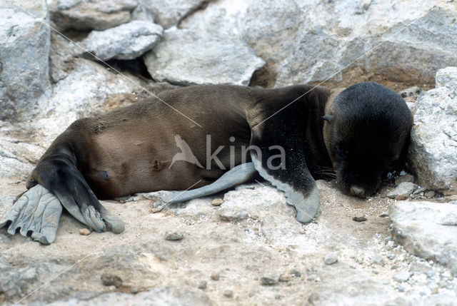 Galapagos zeeleeuw (Zalophus wollebaeki)