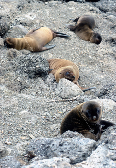 Galapagos zeeleeuw (Zalophus wollebaeki)