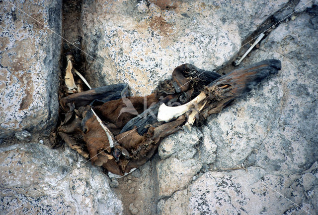 Galapagos zeeleeuw (Zalophus wollebaeki)