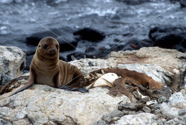 Galapagos zeeleeuw (Zalophus wollebaeki)