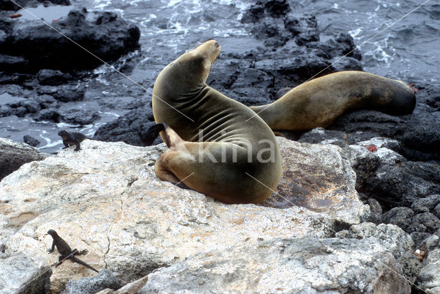 Galapagos zeeleeuw (Zalophus wollebaeki)