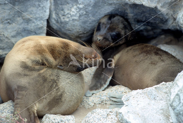 Galapagos Sea Lion (Zalophus wollebaeki)