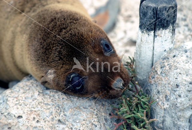 Galapagos zeeleeuw (Zalophus wollebaeki)