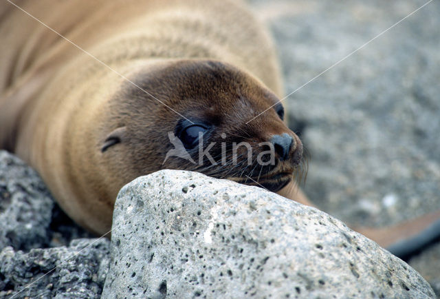 Galapagos zeeleeuw (Zalophus wollebaeki)