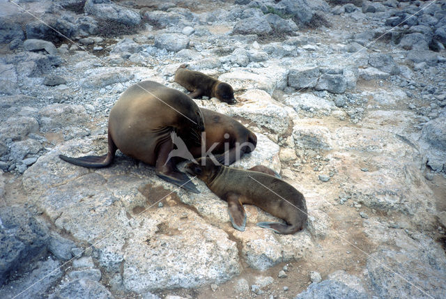 Galapagos zeeleeuw (Zalophus wollebaeki)