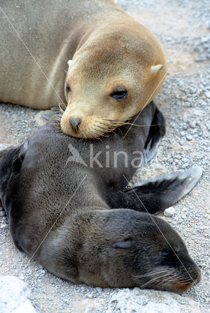 Galapagos zeeleeuw (Zalophus wollebaeki)