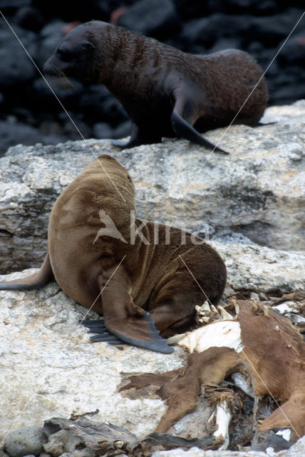 Galapagos Sea Lion (Zalophus wollebaeki)