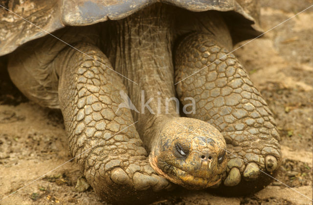 Galapagos Giant Tortoise (Geochelone elephantopus)