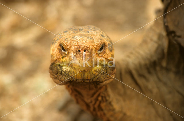 Galapagos Giant Tortoise (Geochelone elephantopus)