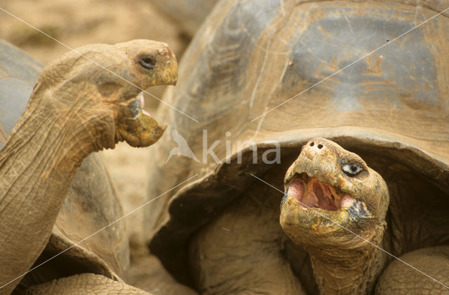 Galapagos Giant Tortoise (Geochelone elephantopus)