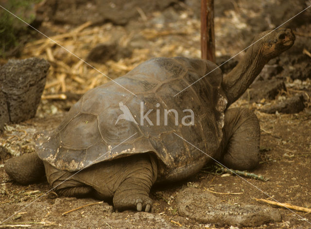 Galapagos Giant Tortoise (Geochelone elephantopus)