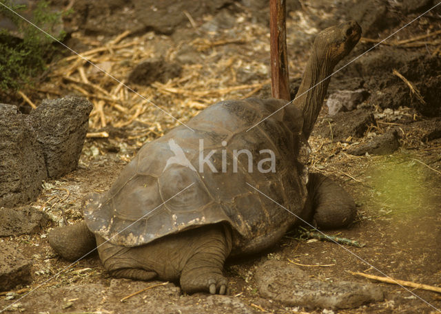 Galapagos Giant Tortoise (Geochelone elephantopus)