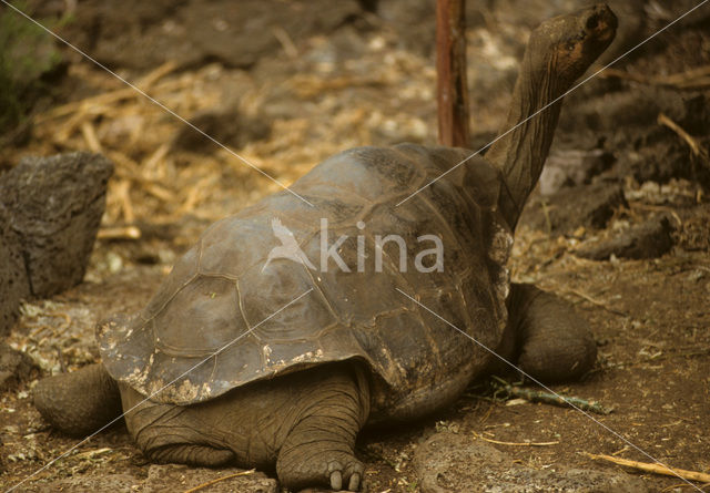 Galapagos Giant Tortoise (Geochelone elephantopus)