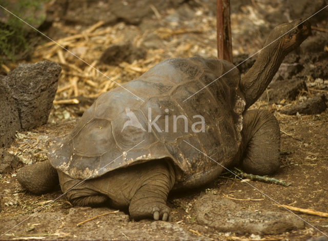 Galapagos Giant Tortoise (Geochelone elephantopus)