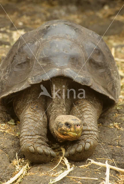 Galapagos Giant Tortoise (Geochelone elephantopus)