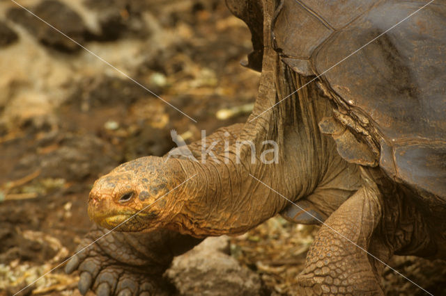 Galapagos Giant Tortoise (Geochelone elephantopus)