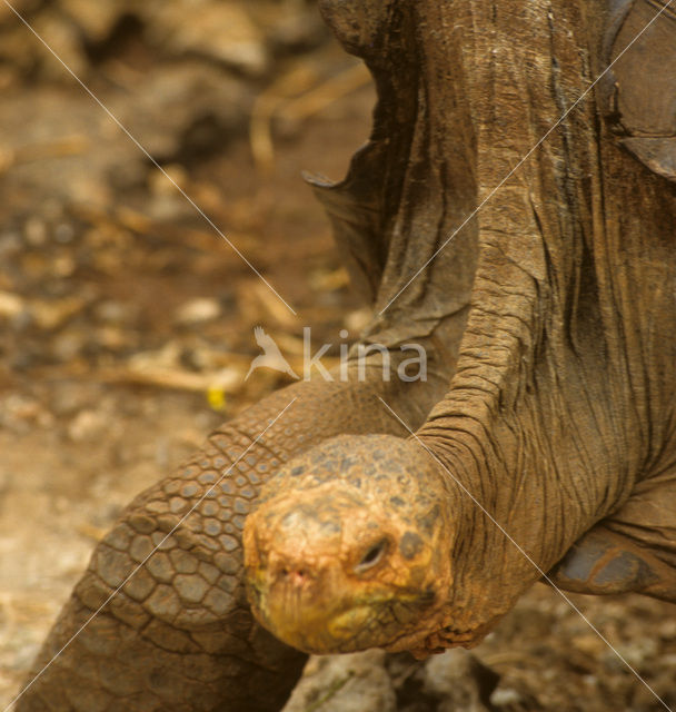 Galapagos Giant Tortoise (Geochelone elephantopus)