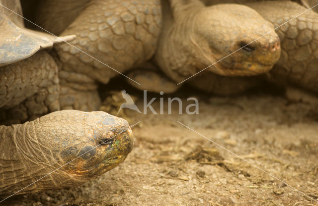 Galapagos Giant Tortoise (Geochelone elephantopus)