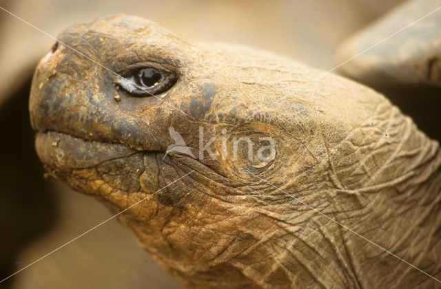 Galapagos Giant Tortoise (Geochelone elephantopus)