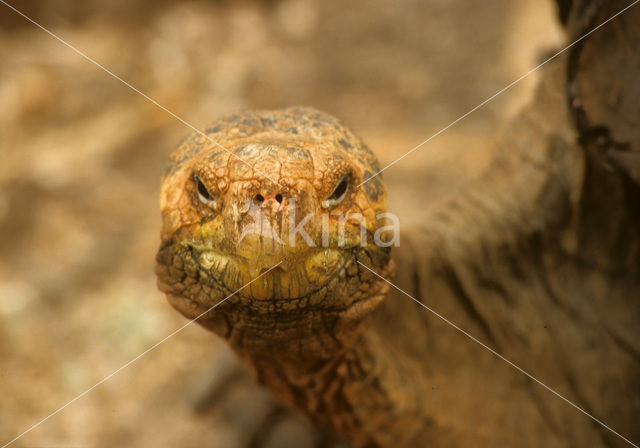 Galapagos Giant Tortoise (Geochelone elephantopus)