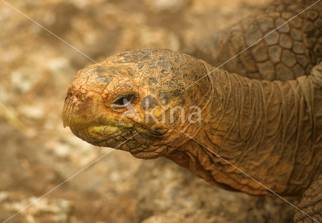 Galapagos Giant Tortoise (Geochelone elephantopus)