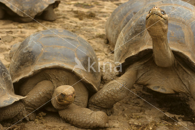 Galapagos Giant Tortoise (Geochelone elephantopus)