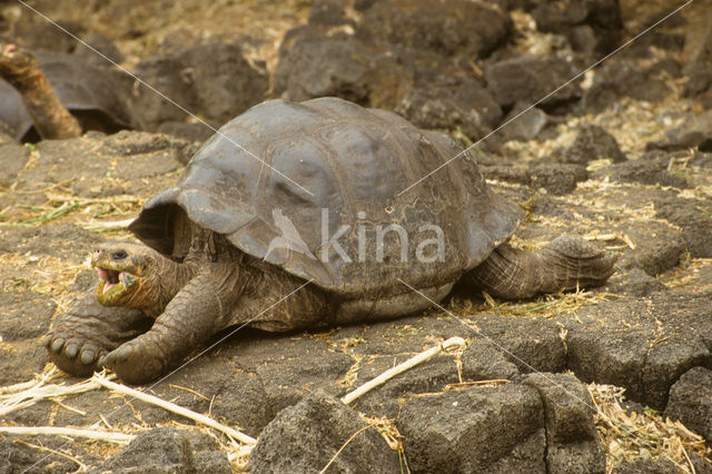 Galapagos Giant Tortoise (Geochelone elephantopus)