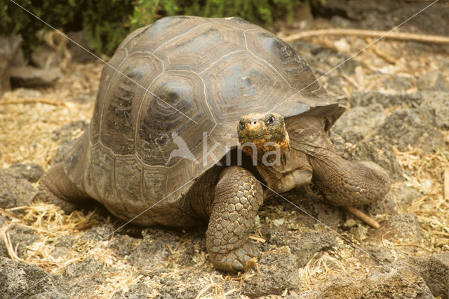 Galapagos Giant Tortoise (Geochelone elephantopus)