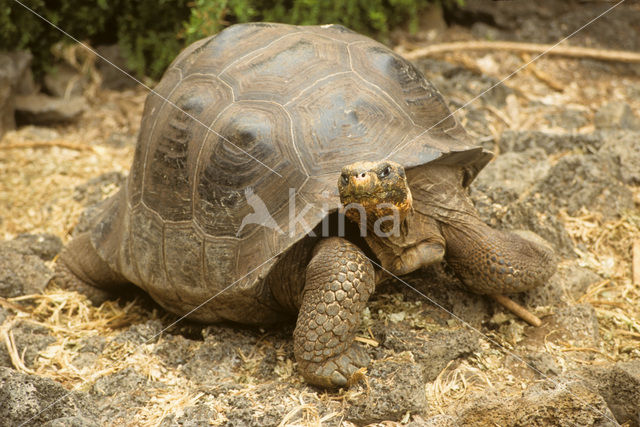 Galapagosreuzenschildpad