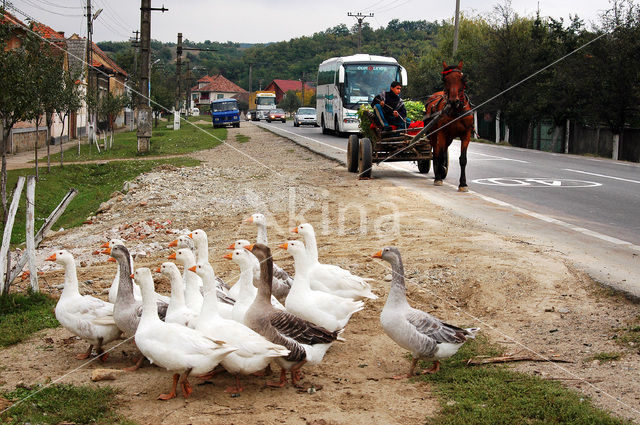 Goose (Anser spec.)