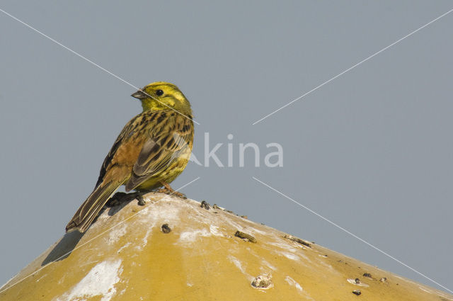 Yellowhammer (Emberiza citrinella)