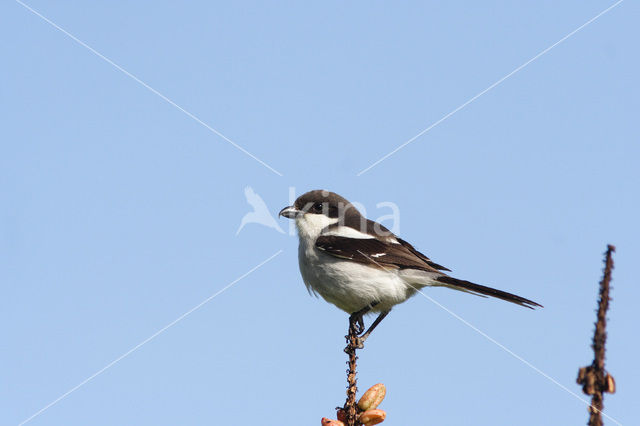 Gekraagde klauwier (Lanius collaris)