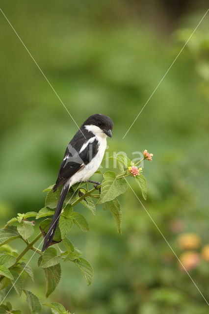 Common Fiscal (Lanius collaris)
