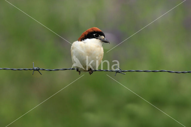 Common Fiscal (Lanius collaris)