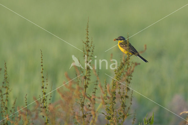 Gele Kwikstaart (Motacilla flava)