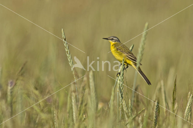 Gele Kwikstaart (Motacilla flava)