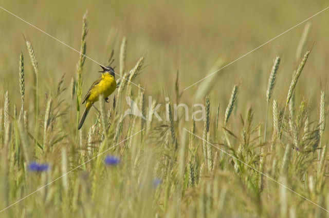 Gele Kwikstaart (Motacilla flava)