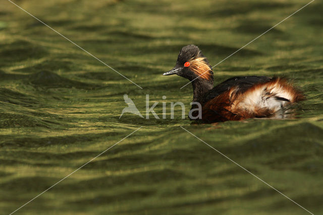 Black-necked Grebe (Podiceps nigricollis)