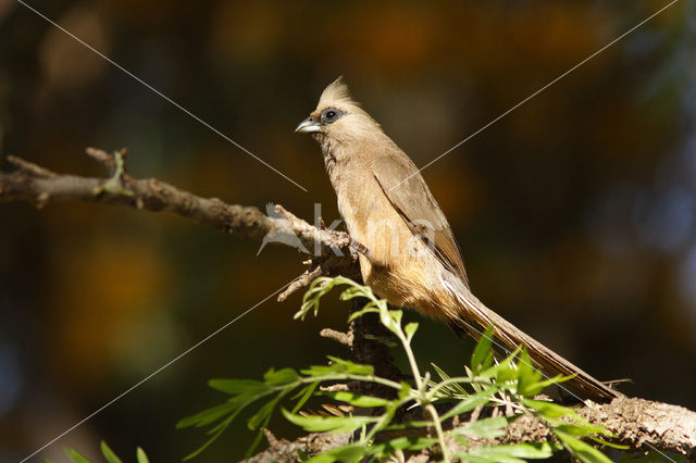 Gestreepte muisvogel