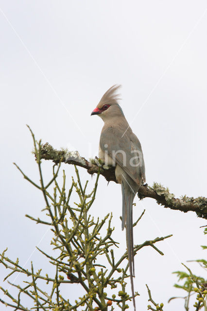 Speckled Mousebird (Colius striatus)