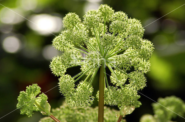 Hogweed (Heracleum sphondylium)