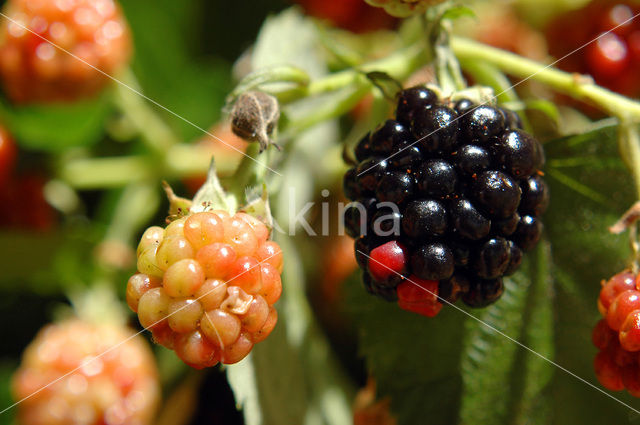 Gewone braam (Rubus fruticosus)