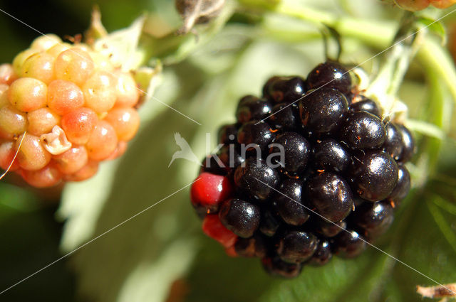 Gewone braam (Rubus fruticosus)