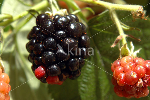 Gewone braam (Rubus fruticosus)