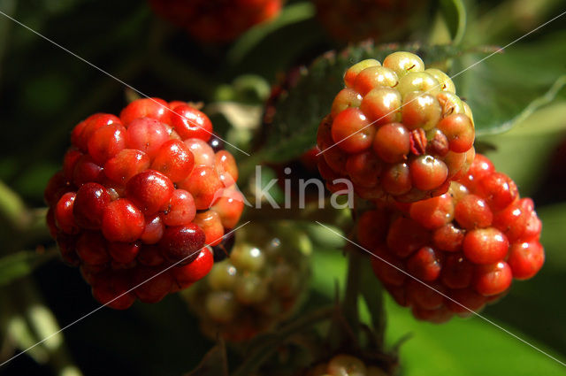 Gewone braam (Rubus fruticosus)